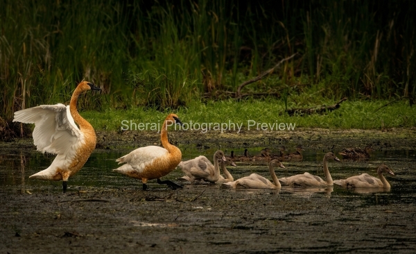 09_Trumpeterswan