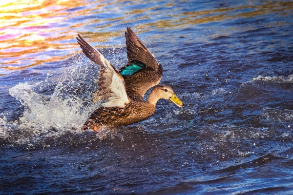 IMG_4920-Edit