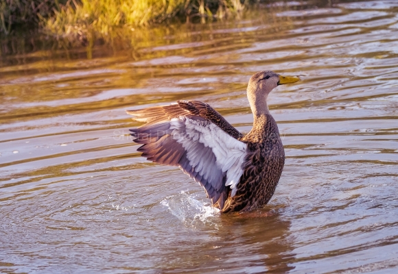 IMG_4956-Edit