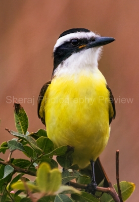 IMG_5906c_Great_kiskadee