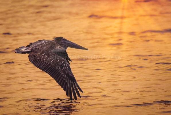 IMG_6070-Edit