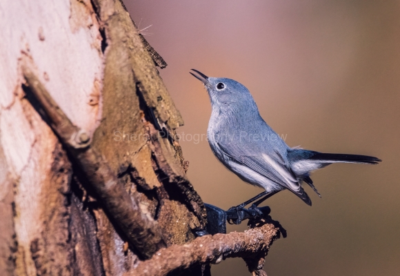 IMG_6838-Edit