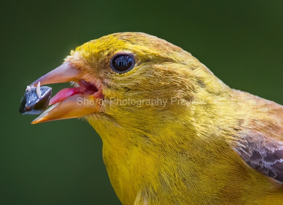 zIMG_0358a