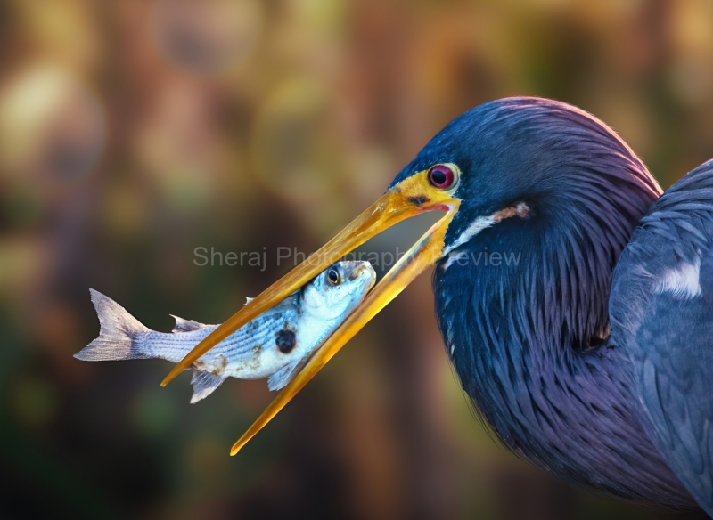 IMG_4696-Edit-Edit-Edit-gigapixel-standard-scale-2_00x