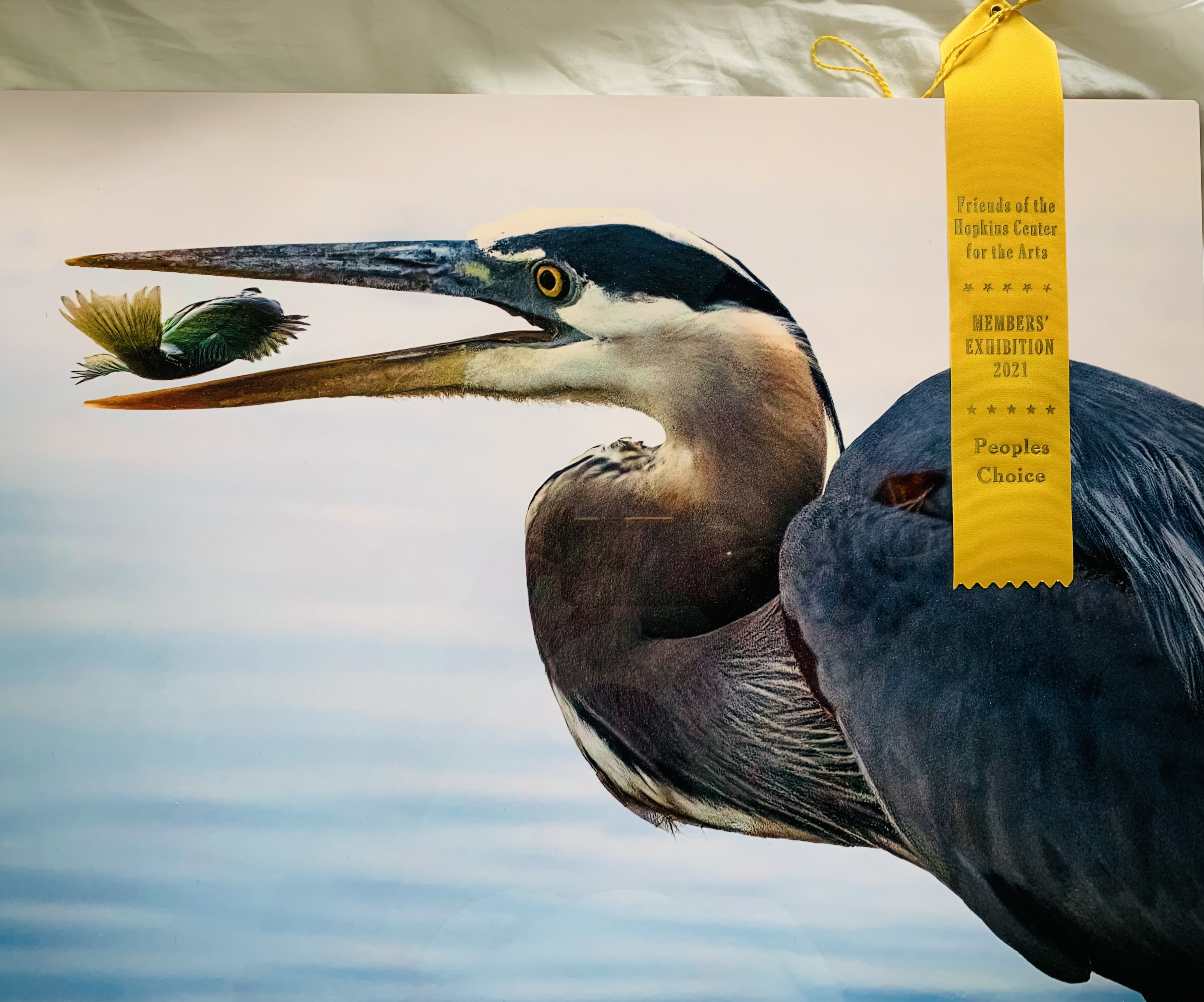 Great Blue Heron Picture at Hopkins Arts Center Exhibits and Won the People Choice Award.