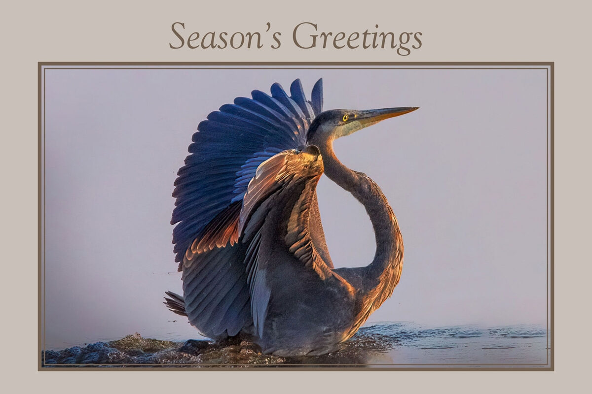 My photograph is published in national wildlife federation’s season greeting card