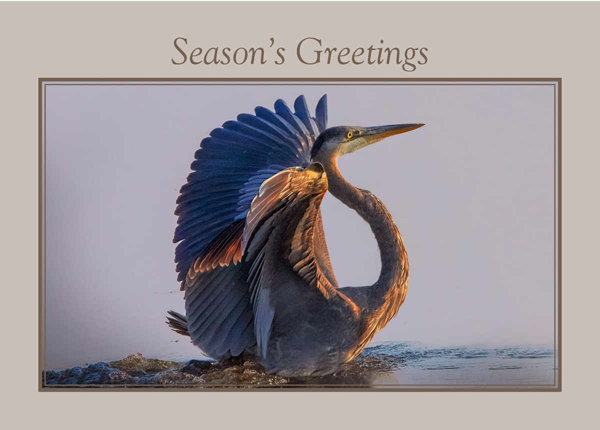 My photograph is published in national wildlife federation’s season greeting card