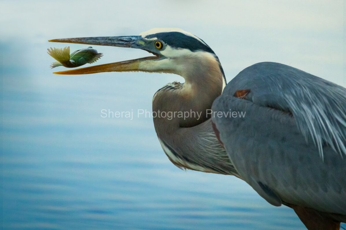 The Art of Patience: Capturing the Moment a Bird Catches Fish